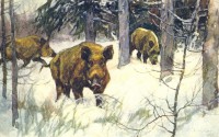 Konstantin Vysotsky. Wild Boars